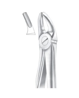 Fig. 7 Upper Premolars