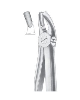 Fig. 18B Upper Molars