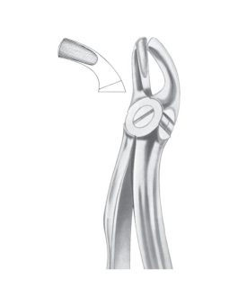 Fig. 19 Upper Third Molars