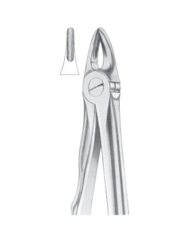 Fig. 29S Upper Roots For Children