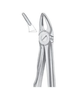 Fig. 30S Upper Roots For Children