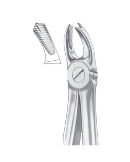 Fig. 65R Upper Molars Right