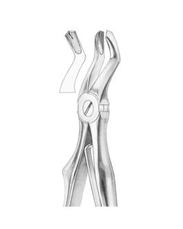 KLEIN (Fig. 220) Upper Molars