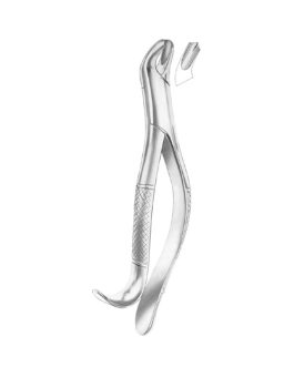 HARRIS Fig. 18R Upper Molars Right