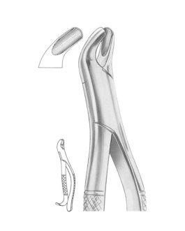 Fig. 24 Upper Molars