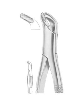 Fig. 27 Lower Molars