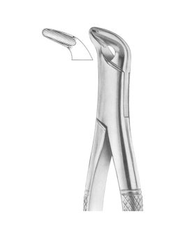 Fig. 34 Lower Anteriors And Roots