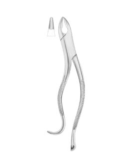 KELLS Fig. 99A Upper Incisors, Canines, Premolars