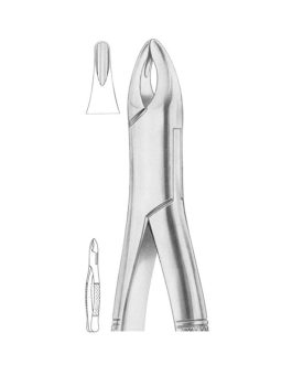 Fig. 201 Upper Incisors, Canines, Premolars