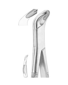 Fig. 217 Lower Molars