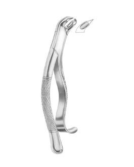 WOODWARD Fig. 335-FH Lower Molars