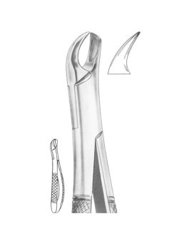 Fig. 340-89 Upper Molars Right