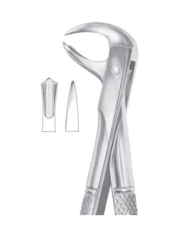 Fig. 99 Lower Molars